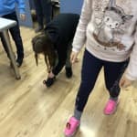 Matja e hapave përmes Microbitit