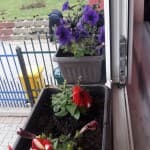 Pranvera sërish do të vijë bashkë me lumturinë