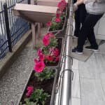 Pranvera sërish do të vijë bashkë me lumturinë