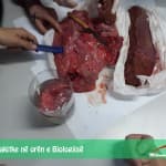 Punë prakitke në orën e Biologjisë