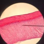 PUNË PRAKTIKE NË ORËN E BIOLOGJISË