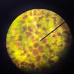 PUNË PRAKTIKE NË ORËN E BIOLOGJISË